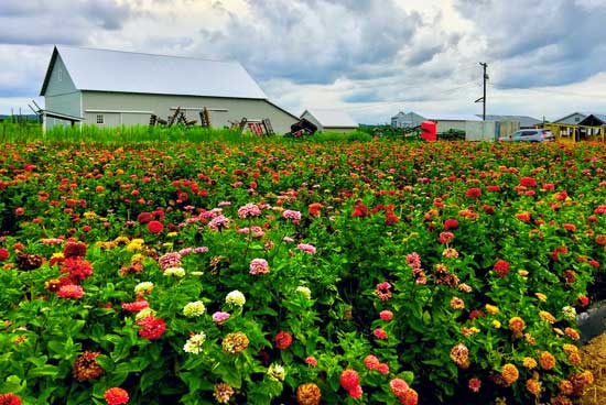 discover central new jersey image of multi-colored zinnias on drake farm