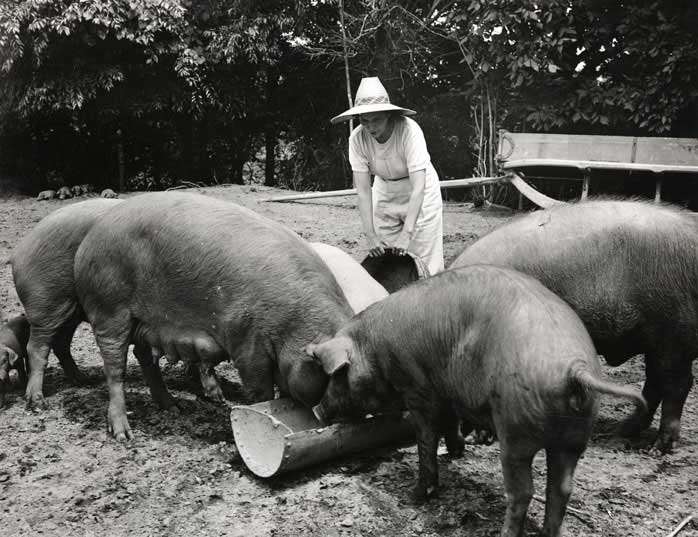 Women Farming – Woman Feeding Hogs