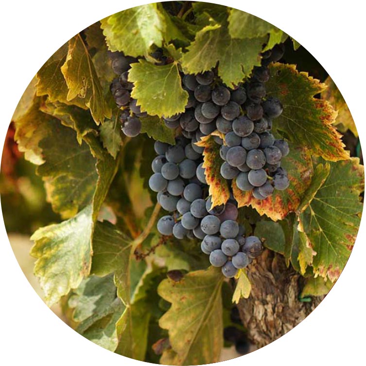 Places To Go - Photograph of Grapes Hanging From a Vine in Central New Jersey