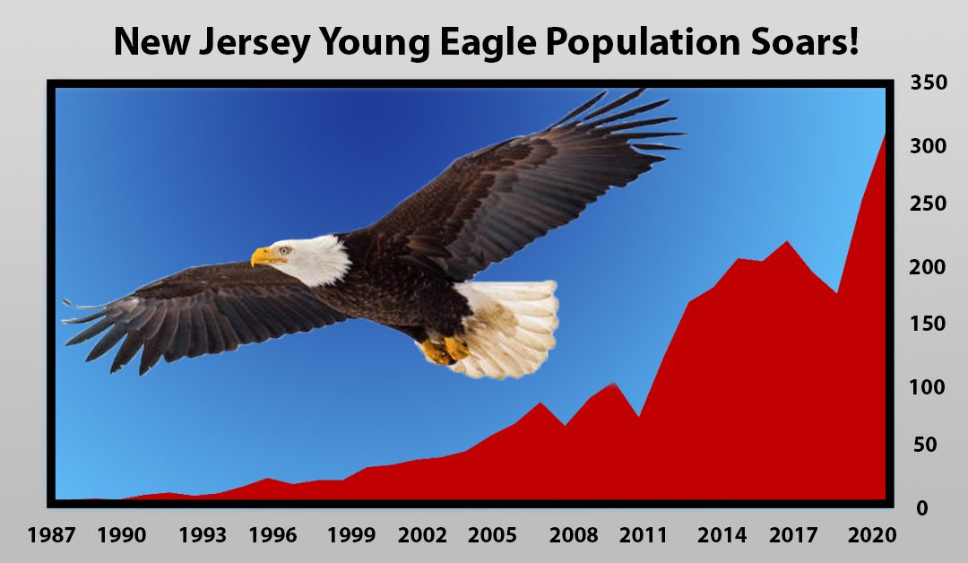 2020: Bad for Humans, Great for NJ’s Bald Eagles
