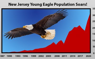 2020: Bad for Humans, Great for NJ’s Bald Eagles