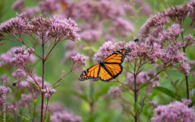 How to Invite Nature into Your Backyard: April 18th