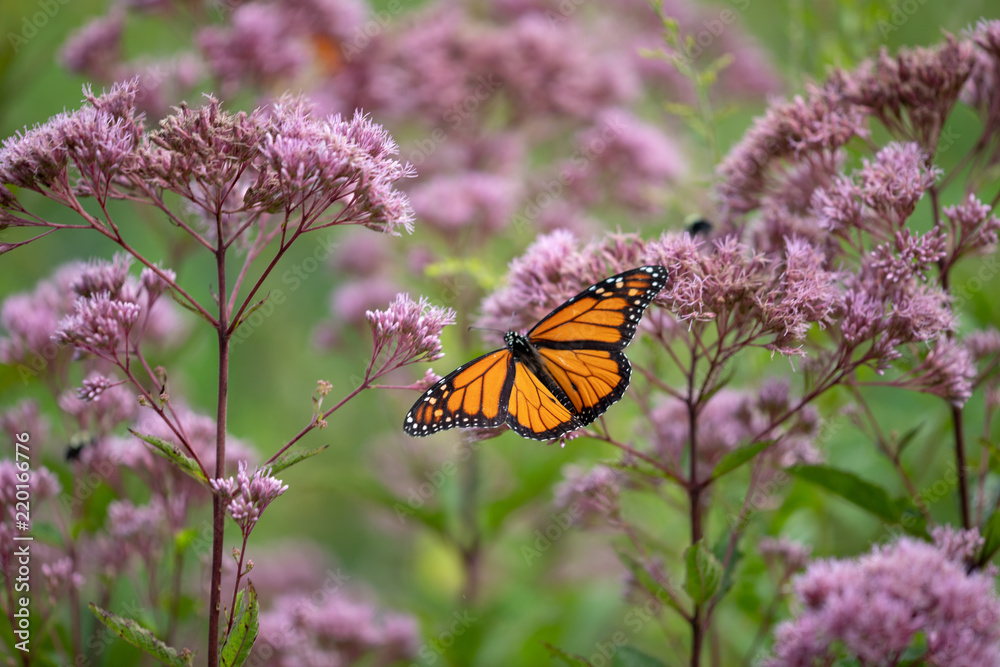 How to Invite Nature into Your Backyard: April 18th